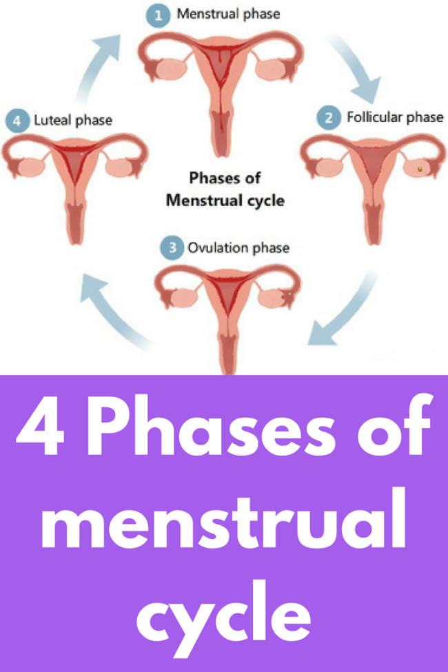 What is menstrual cycle and ovarian cycle?
