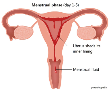 Menstrual phase (day 1-5)