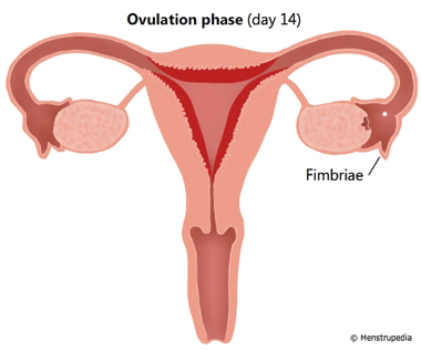 Ovulation phase (day 14)