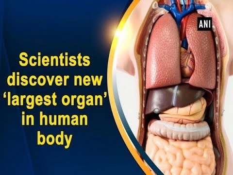 The Largest Organ in Human Body