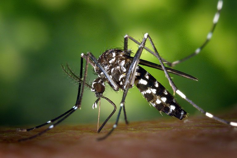 Which Mosquito Killer Should You Use?