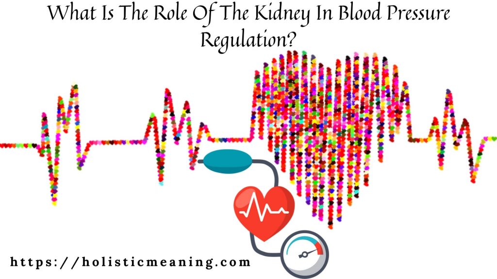 What Is The Role Of The Kidney In Blood Pressure Regulation