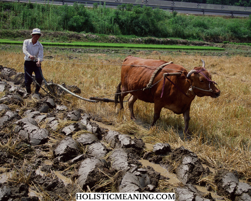 Agricultural Utility