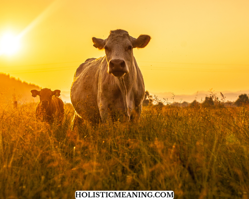 Reverence of Cows